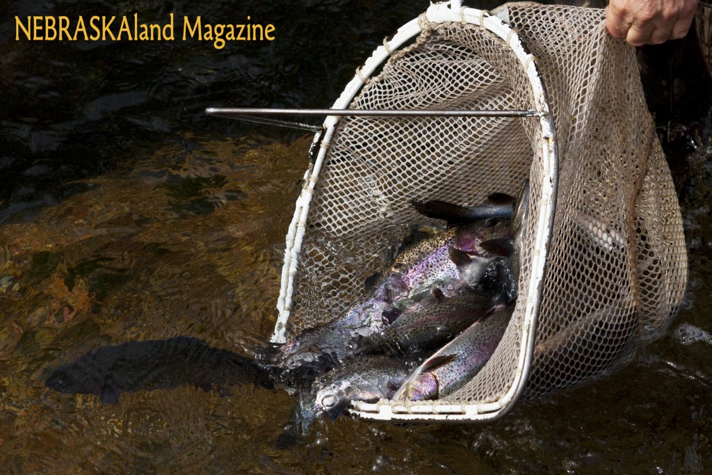 Catfish Stockings •Nebraskaland Magazine