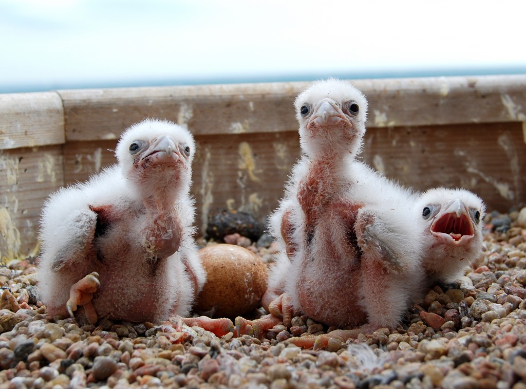 Peregrine Falcon chicks