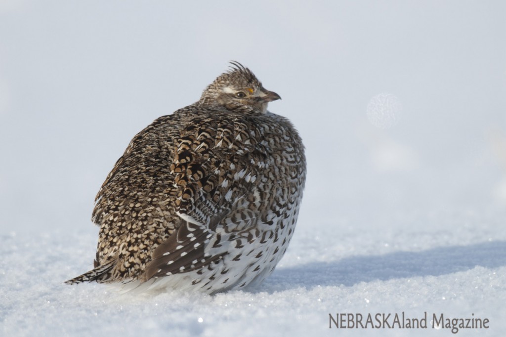 Sharp-tailed grouse.