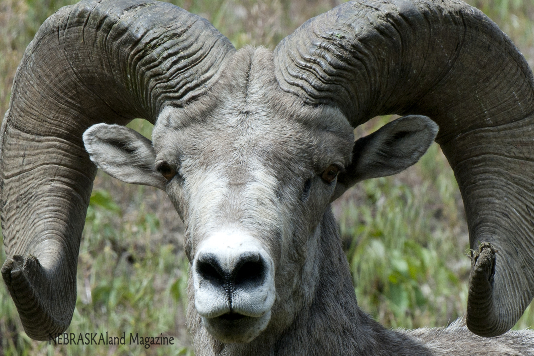 Bighorn sheep ram.