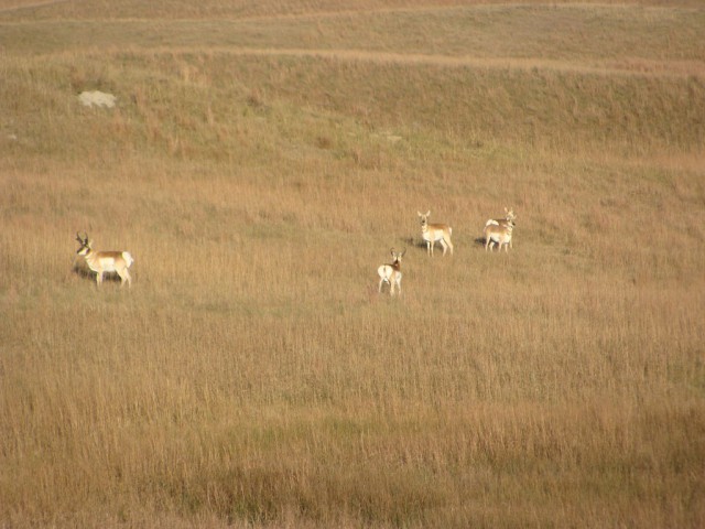 A picture taken on a previous hunt although we did see pronghorn this year too!