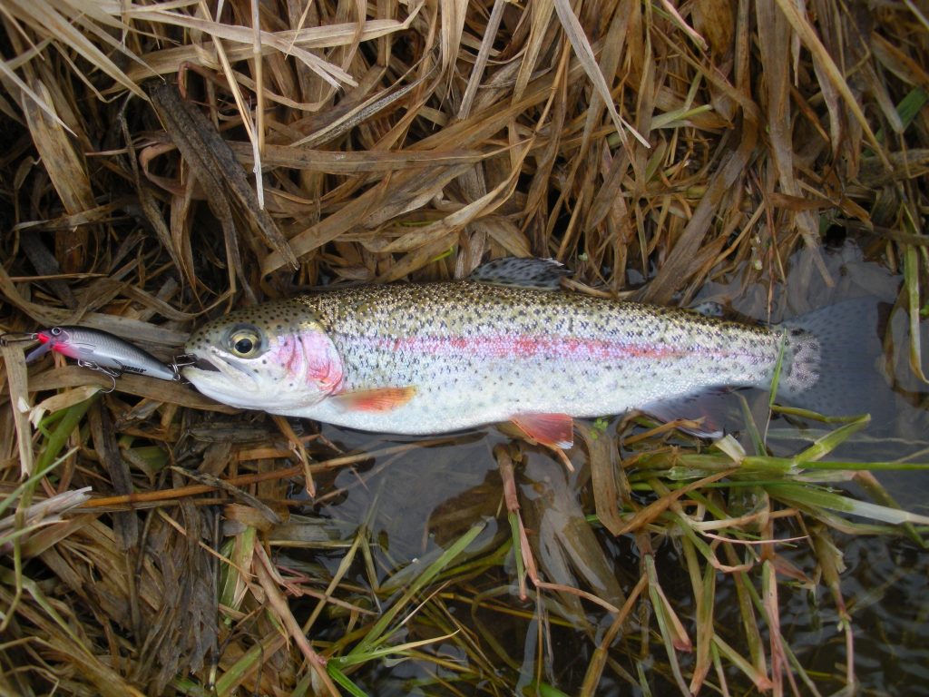 Catchable-size rainbow trout
