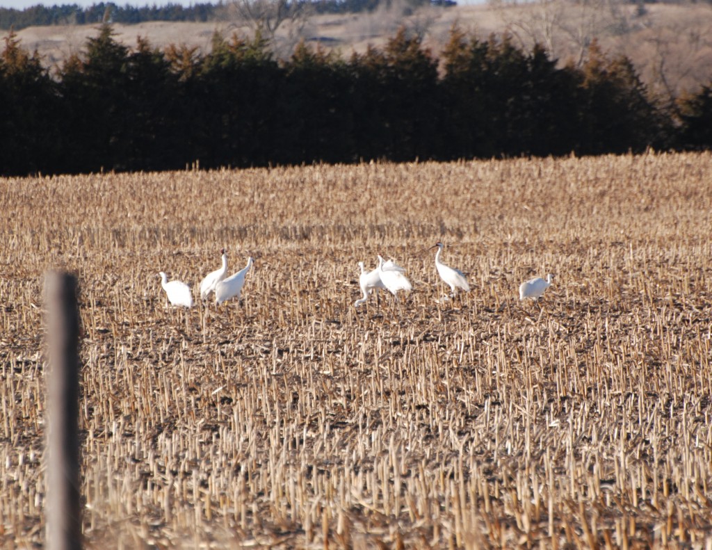 Whooping Cranes in corn