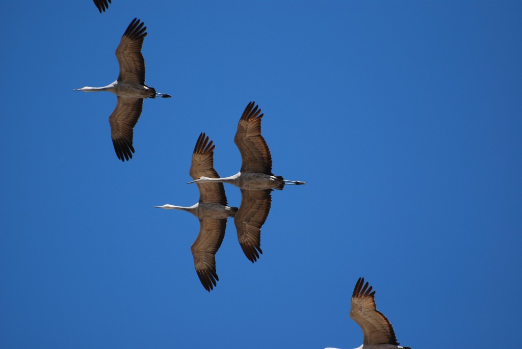 Sandhills Cranes in flight