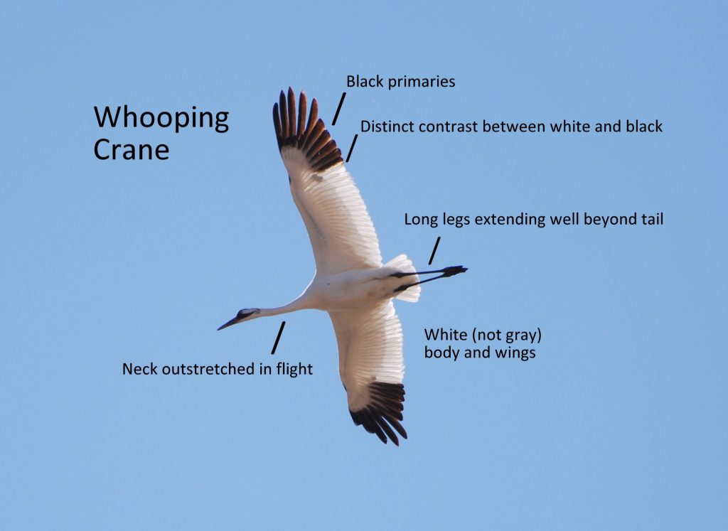 Distinguishing Whooping Cranes from similar species