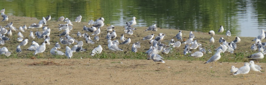 Franklin's Gull chillin' on the beach at Branched Oak Lake