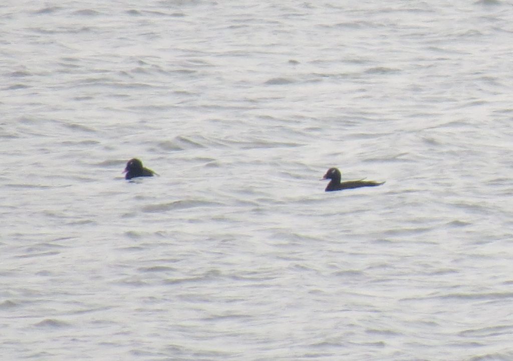 adult White-winged Scoters