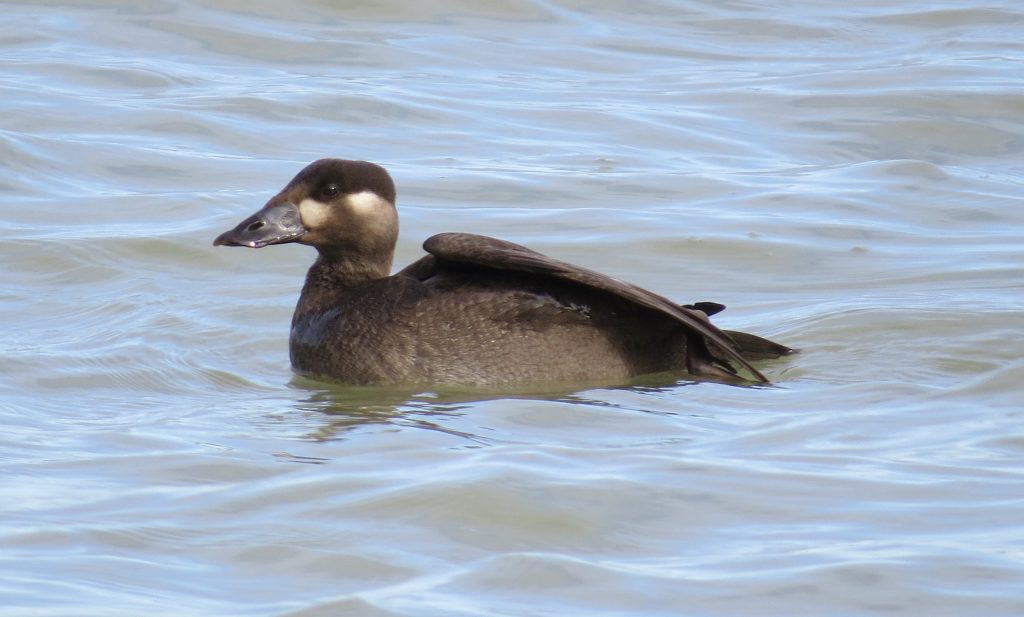 immature Surf Scoter at Lewis and Clark Lake, photo by Mark Brogie