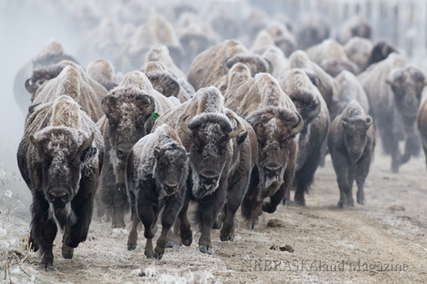 Bison running during Fort Robinson roundup