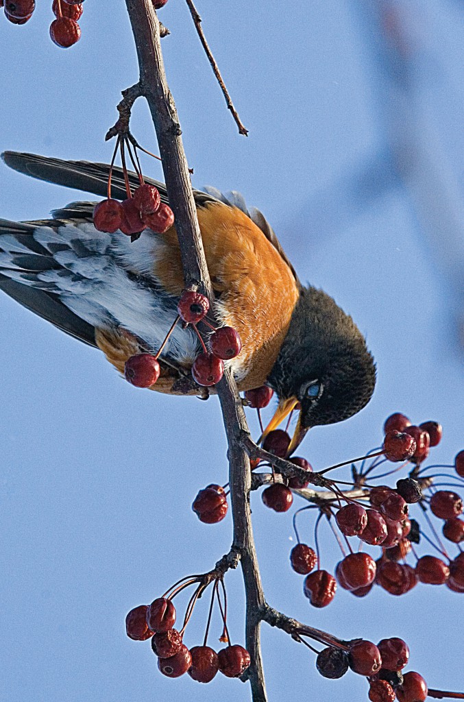 The nictitating membrane of an American robin is revealed while eating cherries at E.T. Mahoney SP.