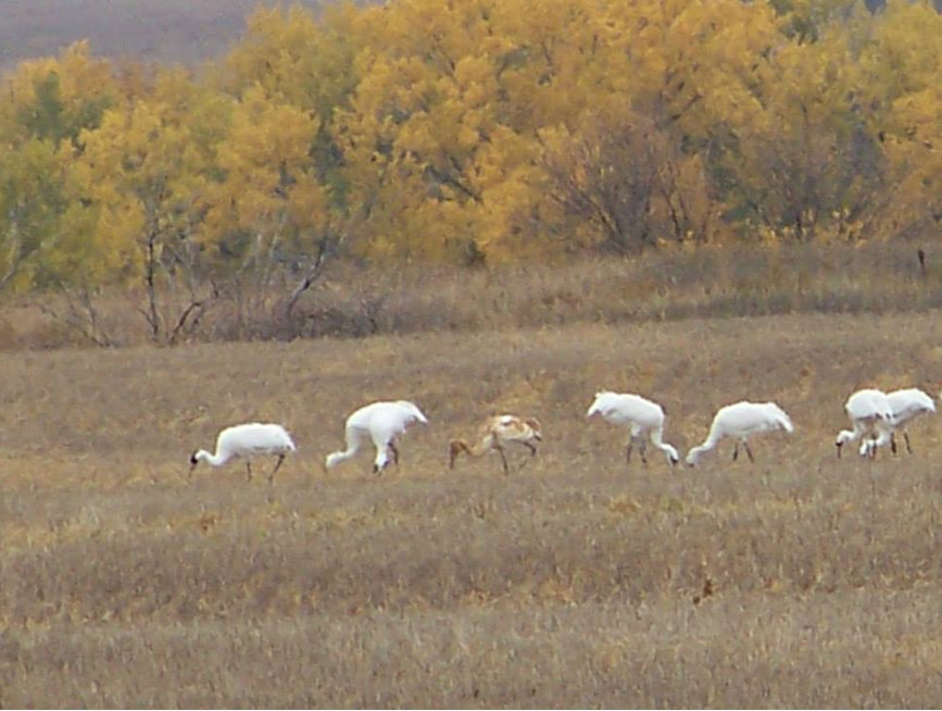 Whooping Cranes - Frontier County