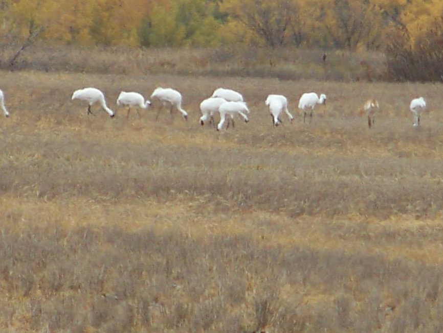 Whooping Cranes - Frontier County