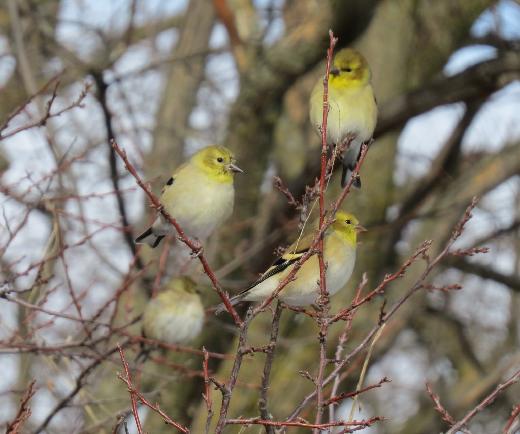 more goldfinches