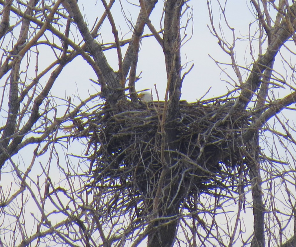 Bald Eagle on nest