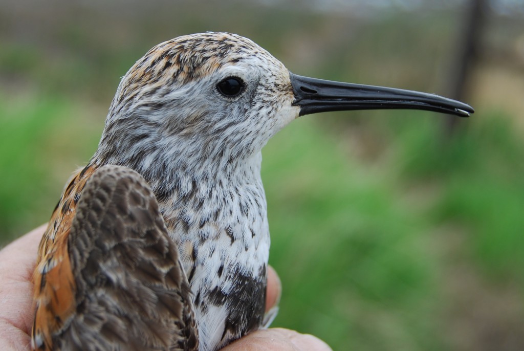 A Dunlin in the hand
