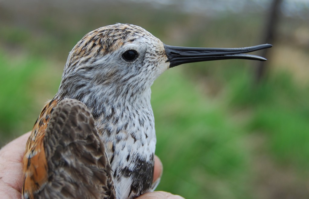 Dunlin in the hand