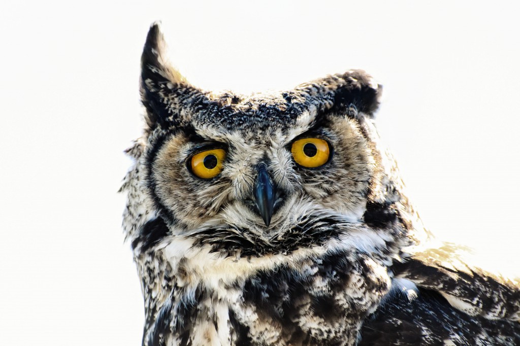 Great_Horned_Owl