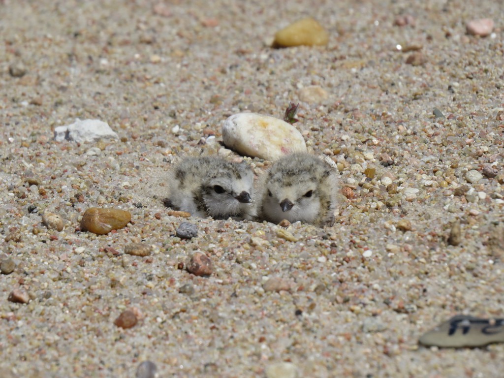 Two Piping Plover chicks about to be banded.