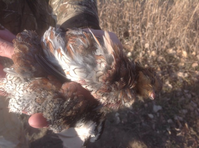 The 20 gauge is perfect for quail.  Here we have one mail (white head) and a female (buff colored head).