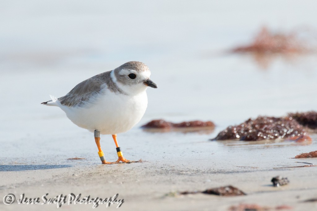01Piping Plover-3