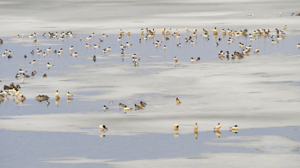 Lake Ogallala ducks