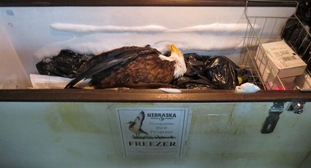 Nongame Bird Program eagle freezer