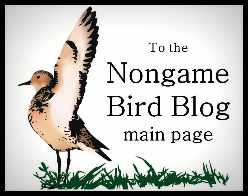 Nongame Bird Blog