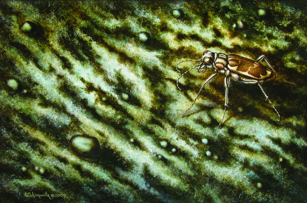 The exhibit includes this illustration of a Salt Creek tiger beetle by featured artist Donna Schimonitz.