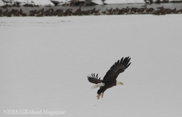 This adult bald eagle knows an easy meal may be found near populations of Canada geese.