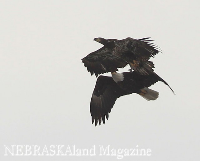 This immature bald eagle tries to keep its catch of a shad away from the adult eagle in pursuit.