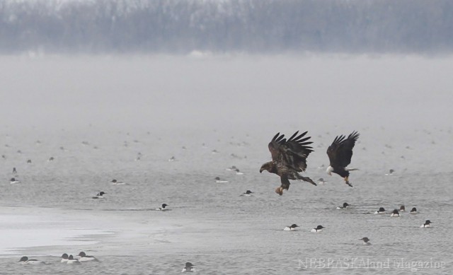 An immature and adult bald eagle fish for shad among mergansers at Sutherland Reservoir.