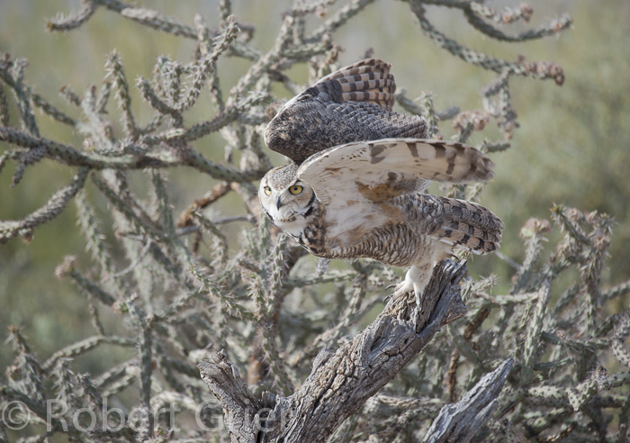 great horned owl and cholla