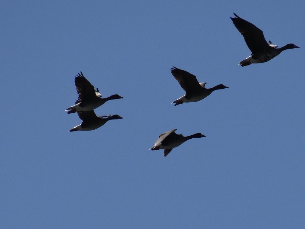 White-fronted geese.