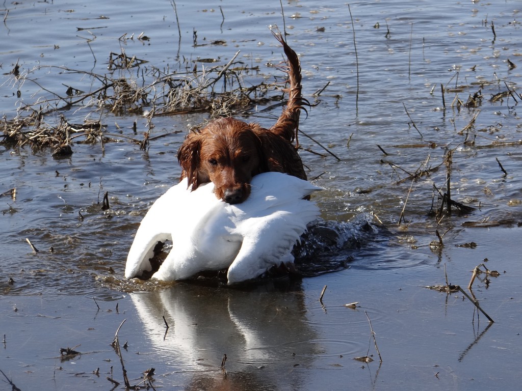 June coming to shore on the retrieve
