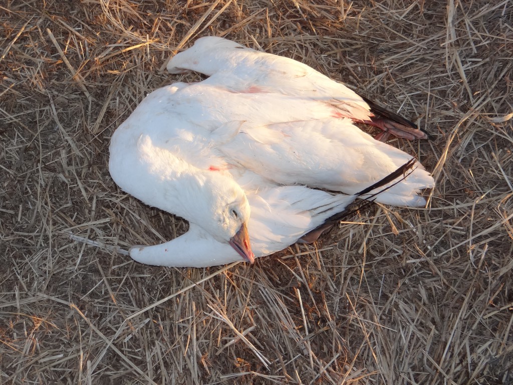 Harvested adult snow goose.