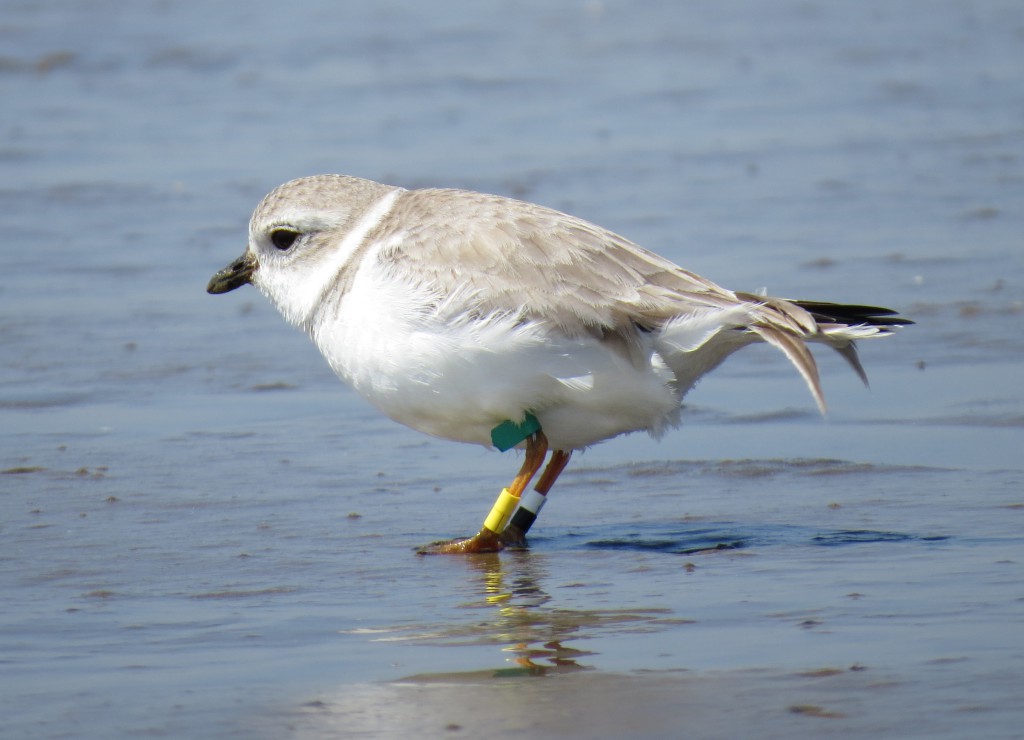 Green-flagged Piping Plover