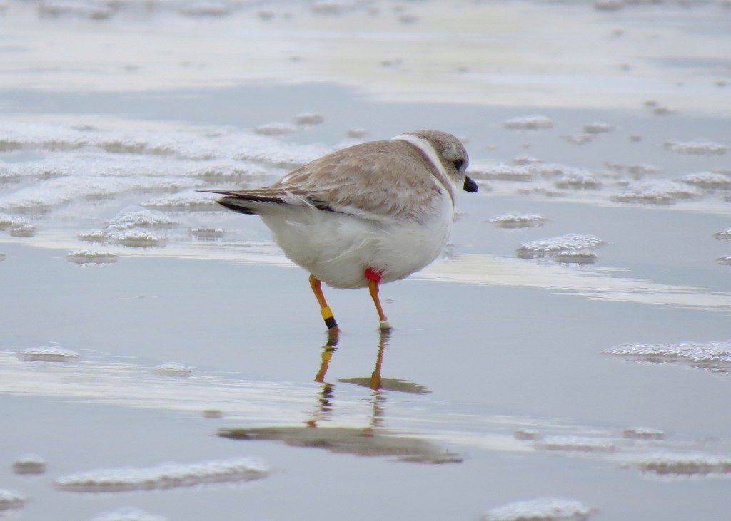 Red-flagged Piping Plover