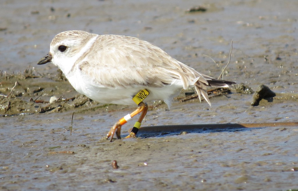 Yellow-flagged Piping Plover