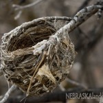Last year's bird nests, like this one that may have been constructed by an orchard oriole, are still visible through the leaf-less branches.