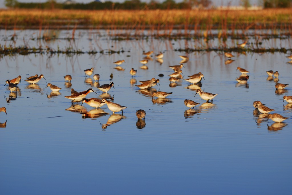 Shorebirds in the Rainwater Basin