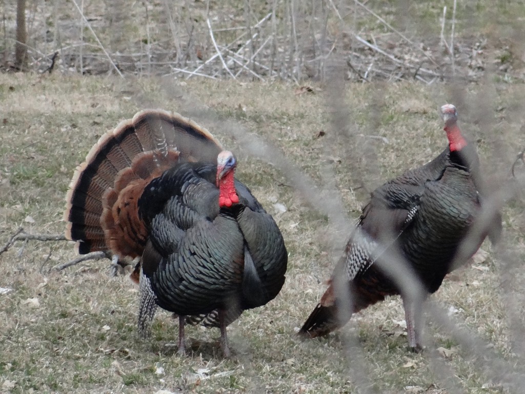 twogobblers