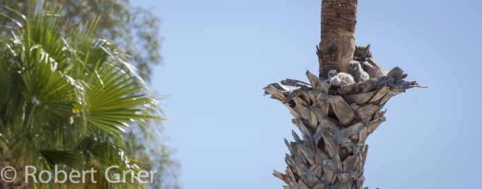 owl nest in palm tree-1480