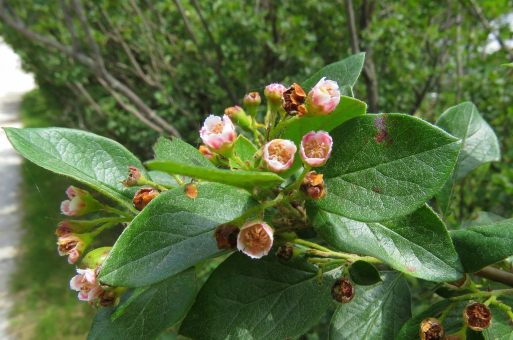 cotoneaster flowers