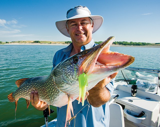 Jamie Vasa of Ogallala holds a 37-inch northern pike caught July 2013 while trolling spinnerbaits and crankbaits over submerged trees at Lake McConaughy. Eric Fowler/NEBRASKAland Magazine 