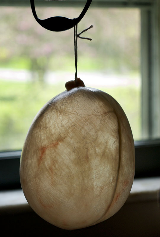 Pig Bladder inflated to dry/photo by Donna TurnerRuhlman.