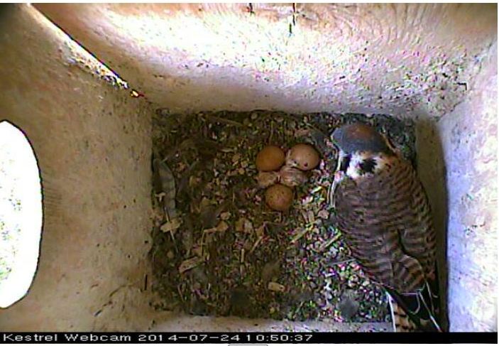 American Kestrel, chick and eggs