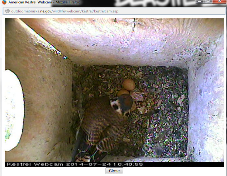 American Kestrel with eggs and one chick