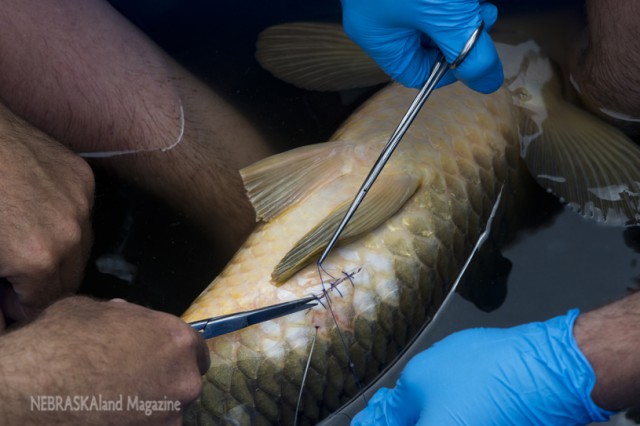 With the antenna protruding from a hole in the fish's skin, the researchers stitch the incision that was created to insert a radio transmitter for tracking. (NEBRASKAland Magazine/Justin Haag)