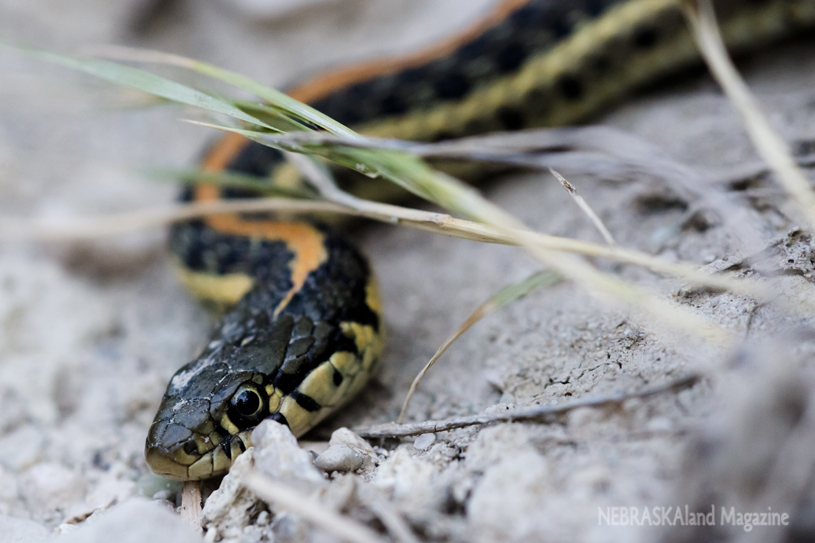 A garter snake rests on the white soil of the Oglala National Grassland. (NEBRASKAland/Justin Haag)