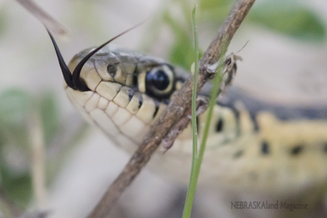 The snake uses its forked tongue, which many snake-haters find disturbing, to sense chemicals in the air and gain clues of the presence of predators and prey. (NEBRASKAland/Justin Haag)